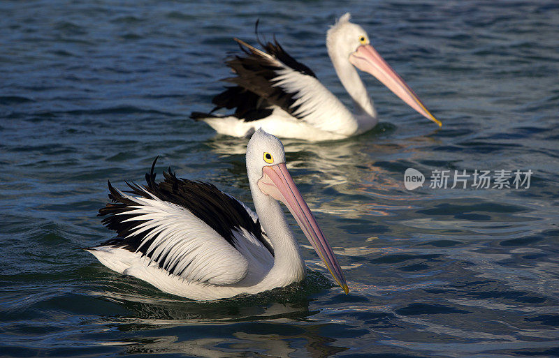 鹈鹕(Pelecanus conspicillatus)